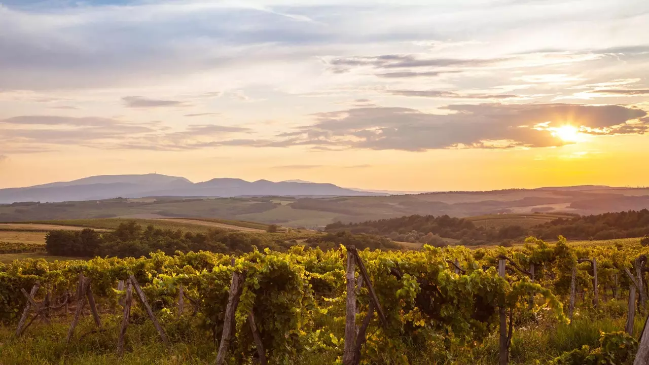 Eger: kwa sababu vin za Hungarian zina mengi ya kusema