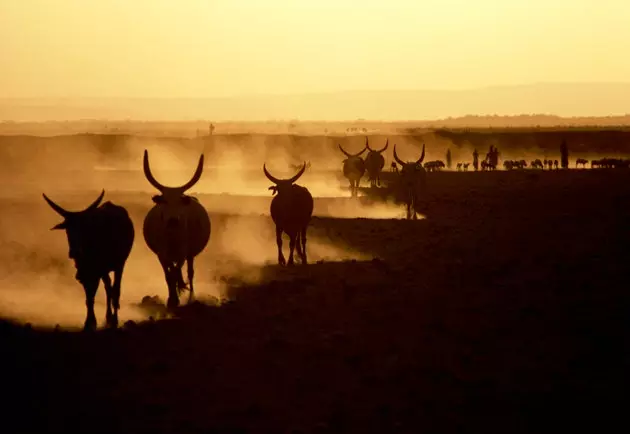 Danakil Esplanades-də mal-qara