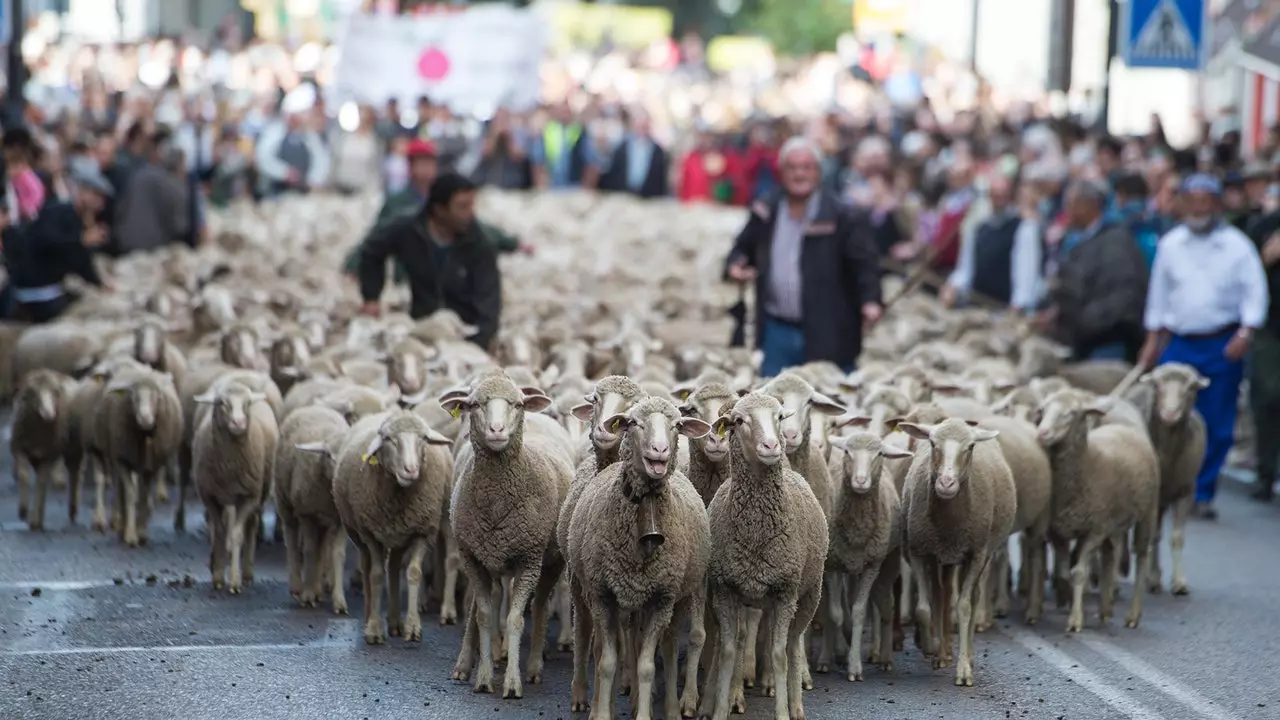 Le pecore arrivano nel centro di Madrid nella festa della transumanza