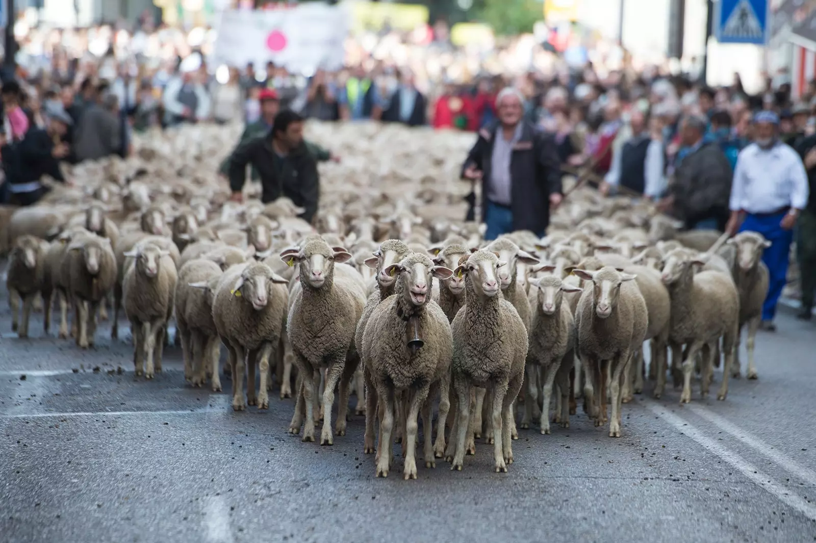 De schapen arriveren in het centrum van Madrid op het festival van transhumance