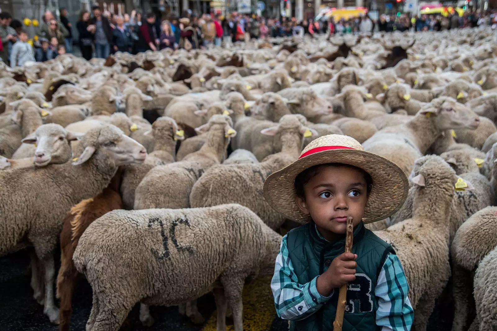 tamasha la transhumance