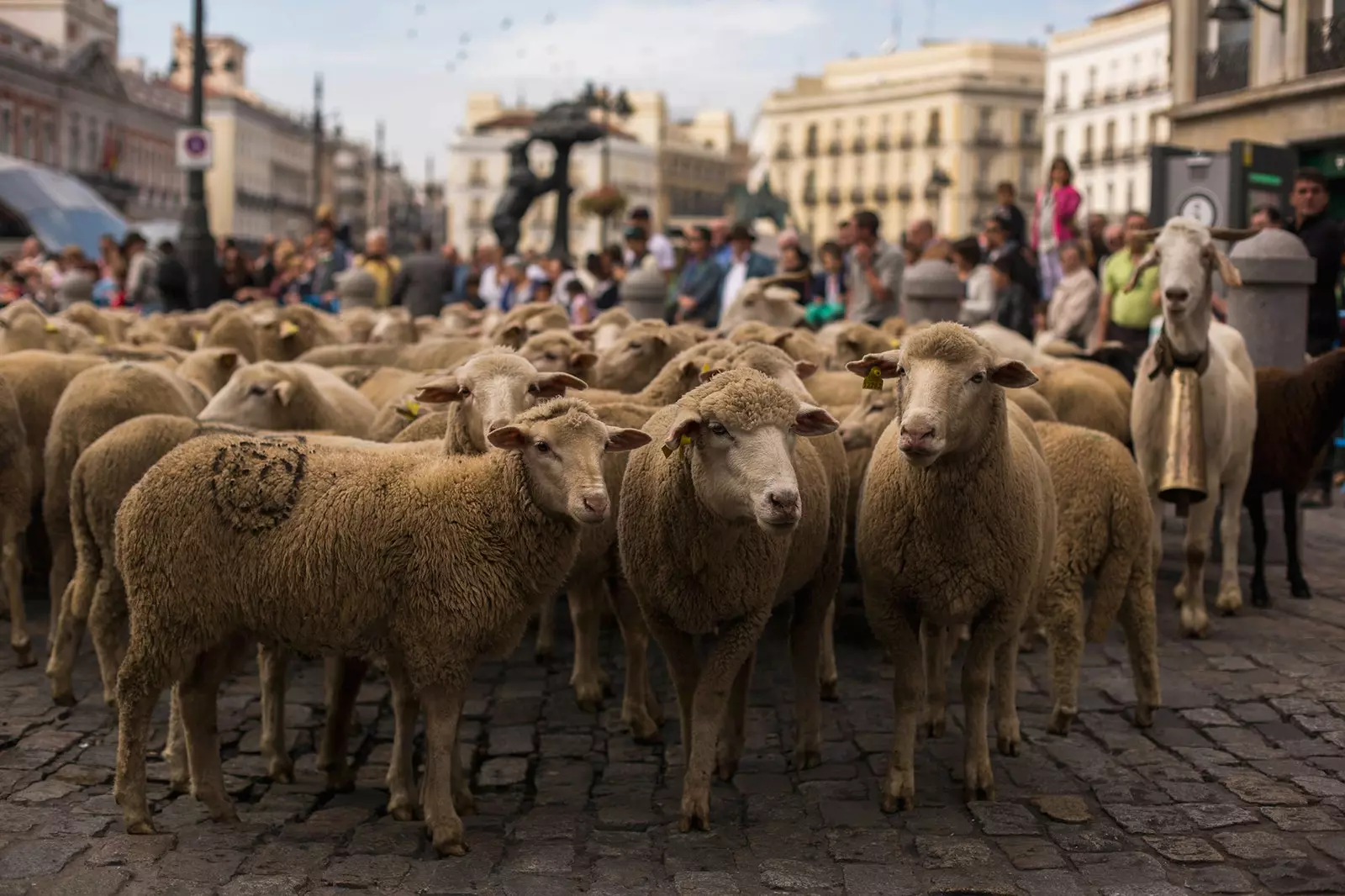 transhumance festival