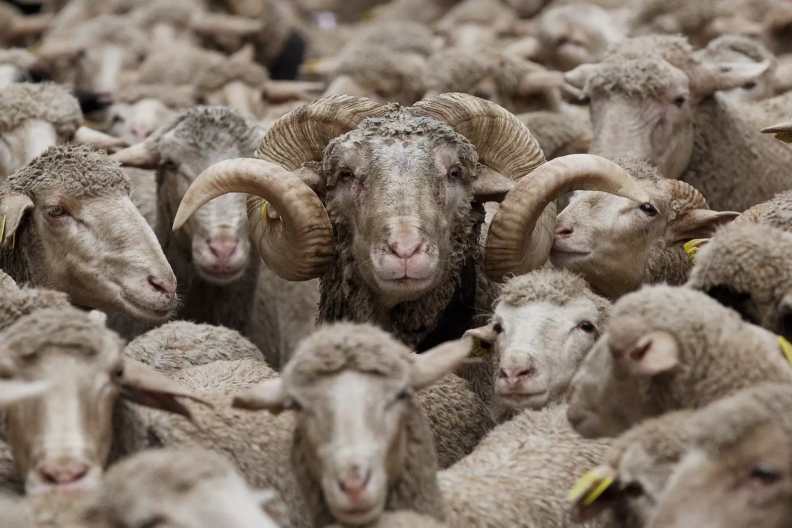 transhumance festivalı