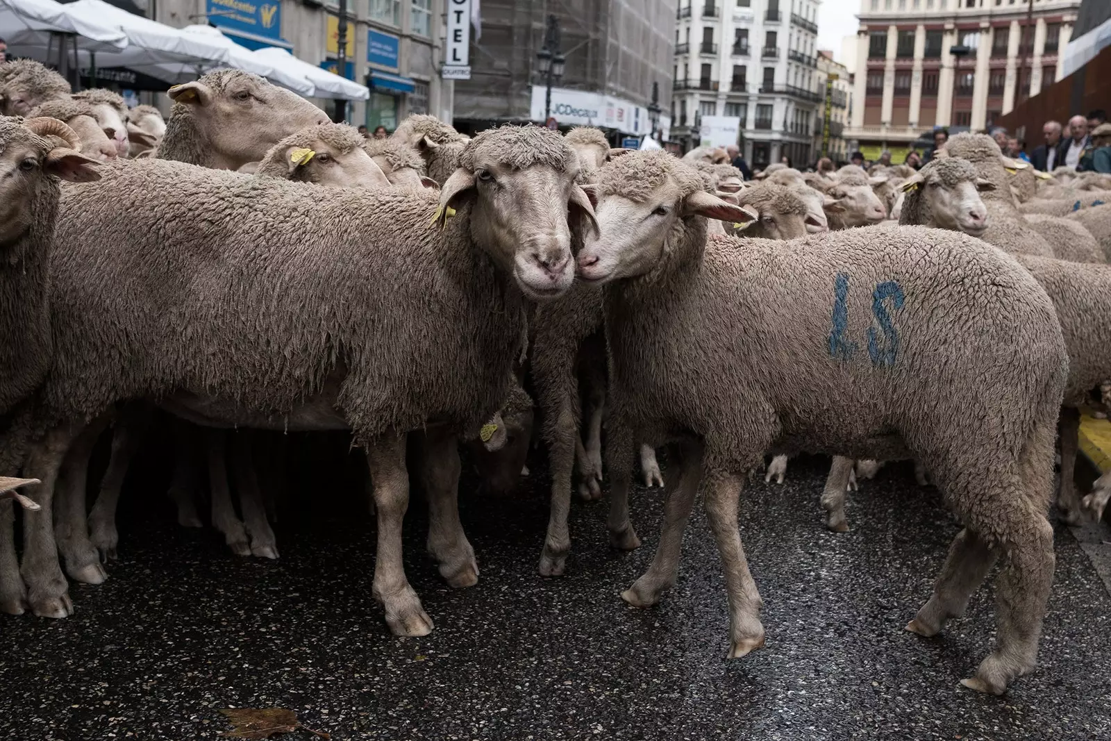 fête de la transhumance