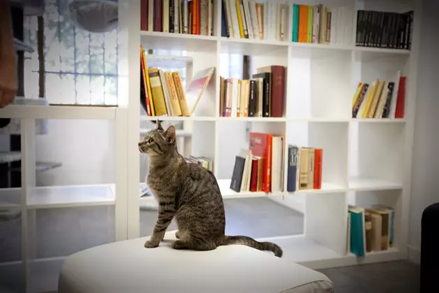 La bibliothèque des chats