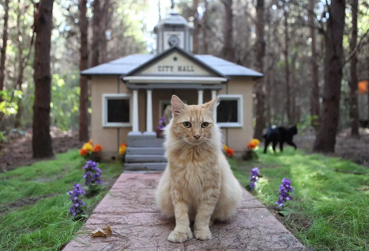 Un monde fou de chats