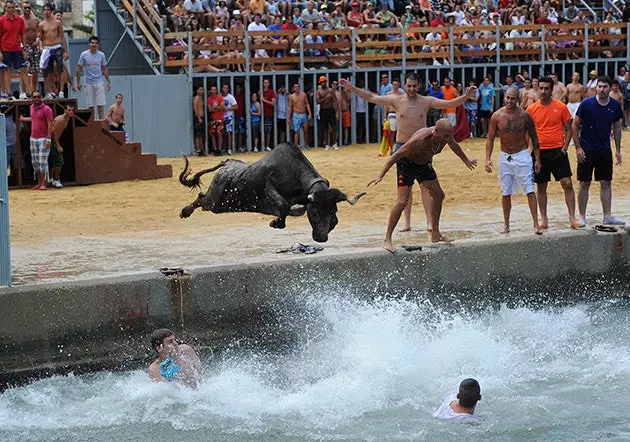 taureaux à la mer