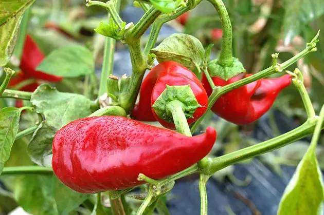 Қаламфури Piquillo аз Lodosa mmm ...