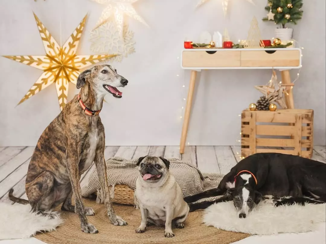 The two-legged family is welcome at the We Love Animals Market.