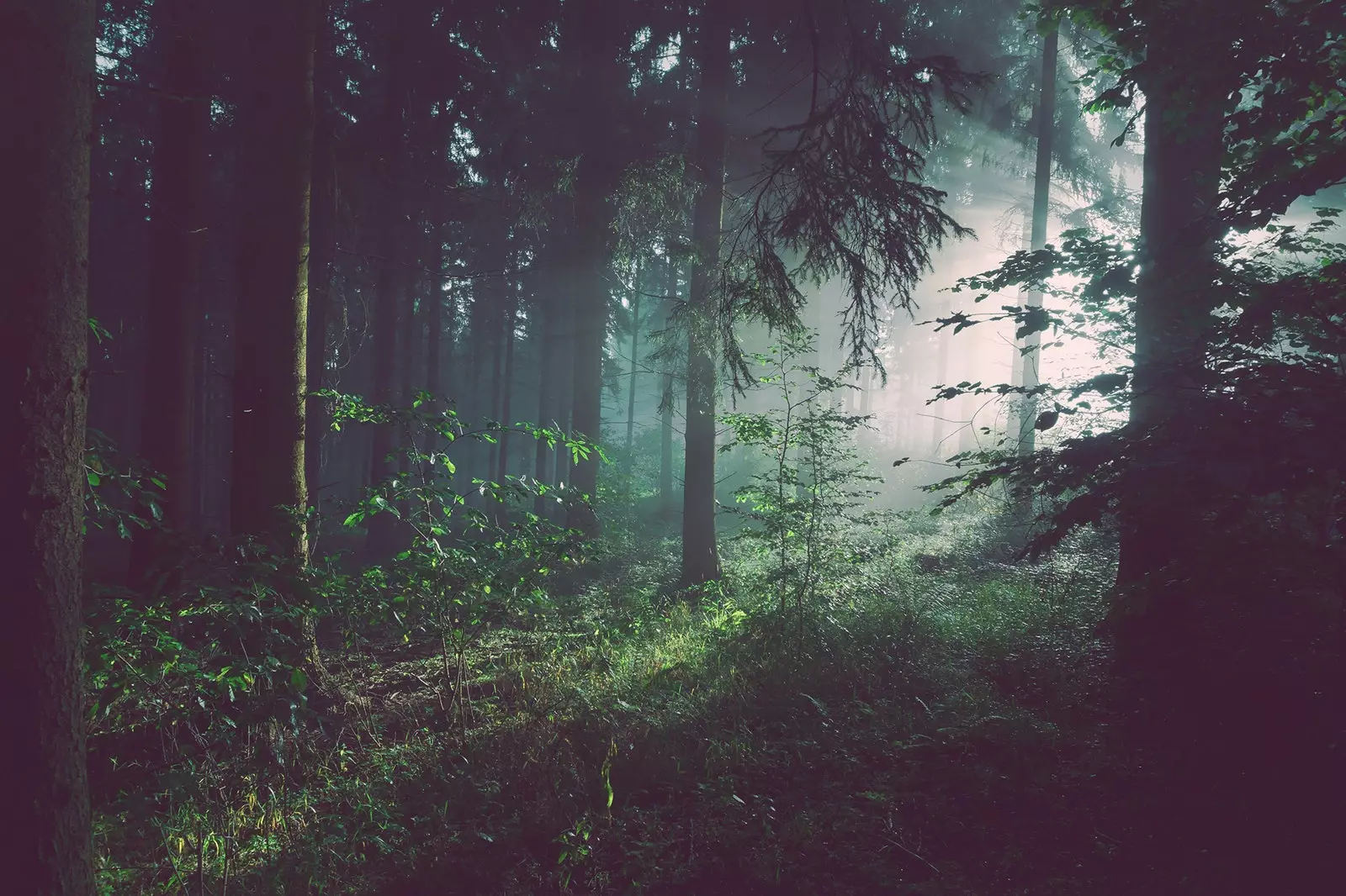 Nos forêts nos poumons