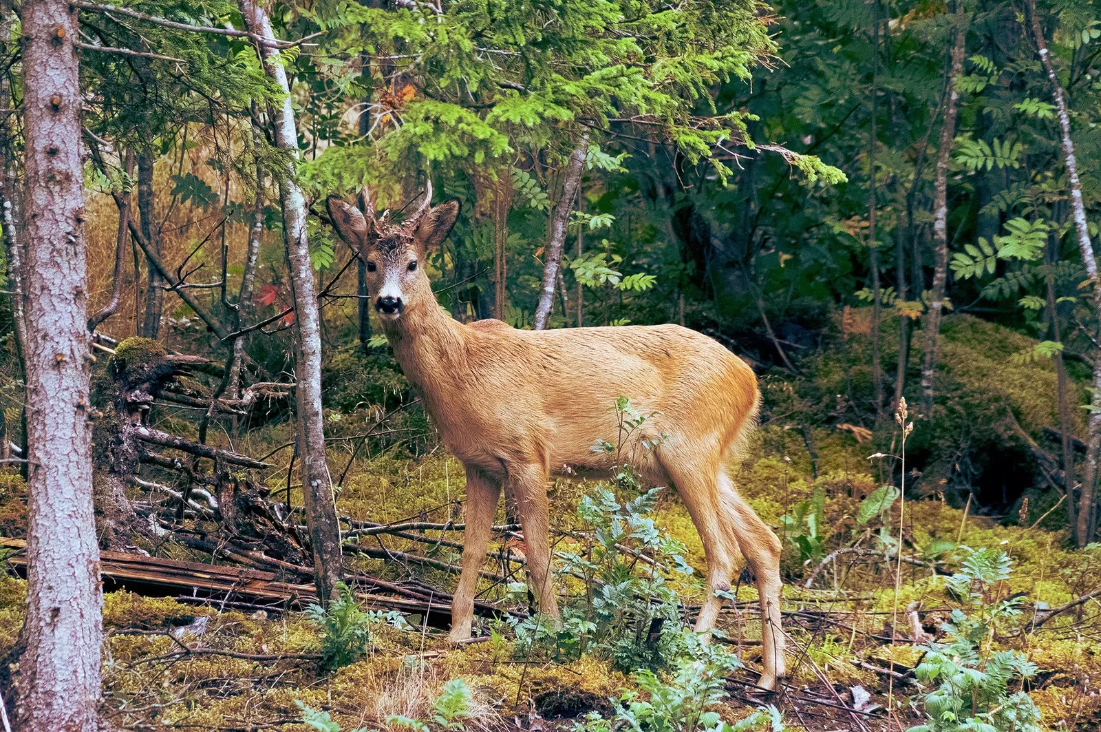 Pelastetaan metsämme