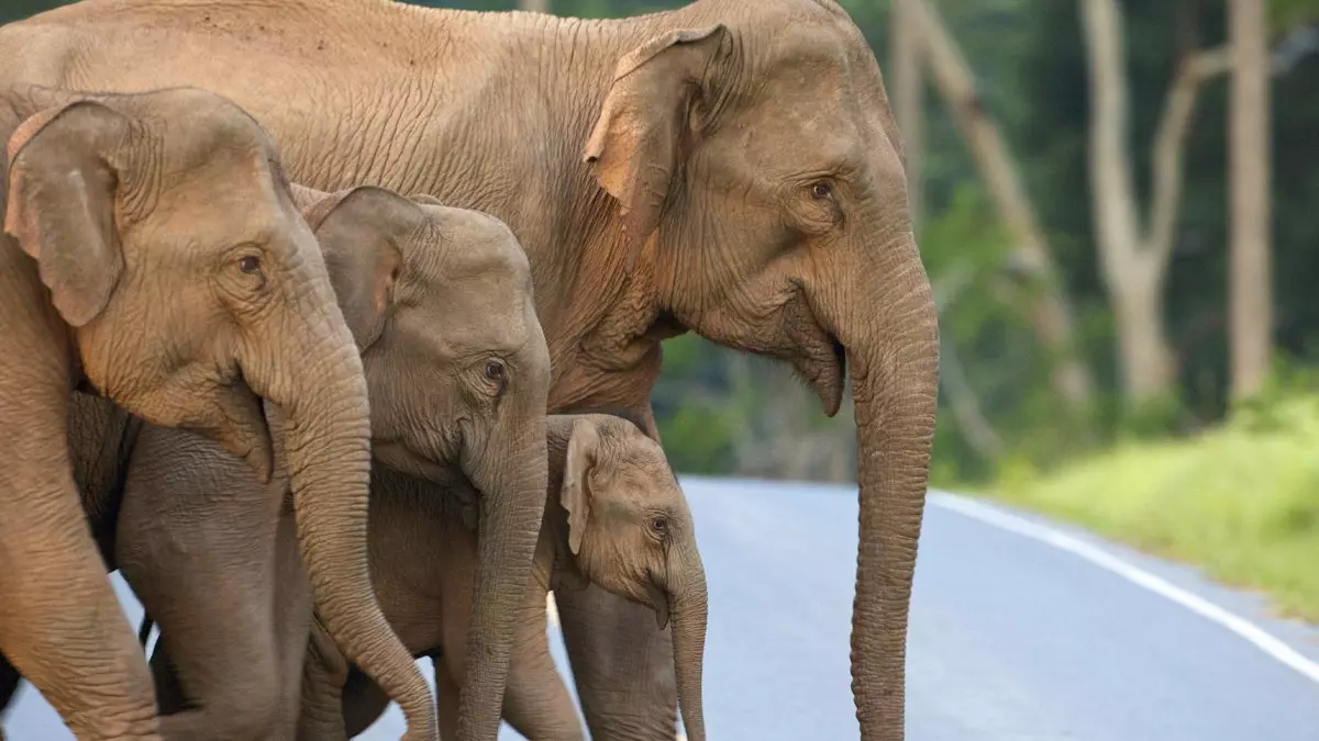 Unaweza kutarajia nini kwenye safari ya barabarani kupitia Thailand