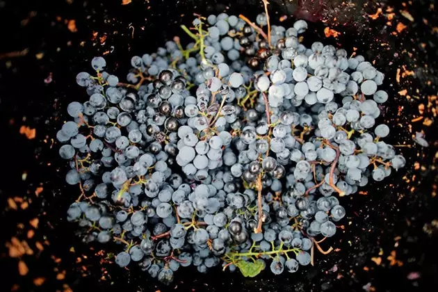 Grapes in La Vinyeta