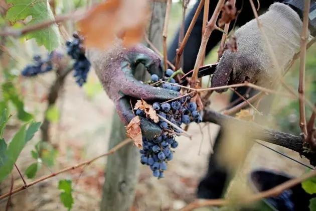 Vendemmia a La Vinyeta