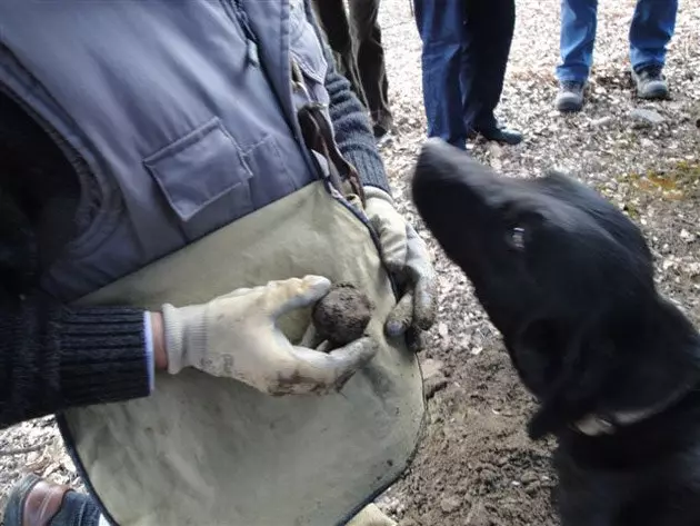 Uzgajivač tartufa u akciji