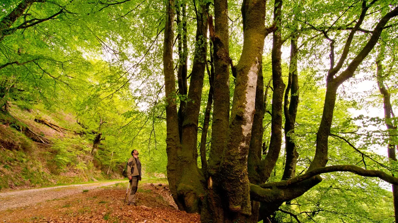 Gamla bokskogar och sirener i naturparken Señorío de Bértiz