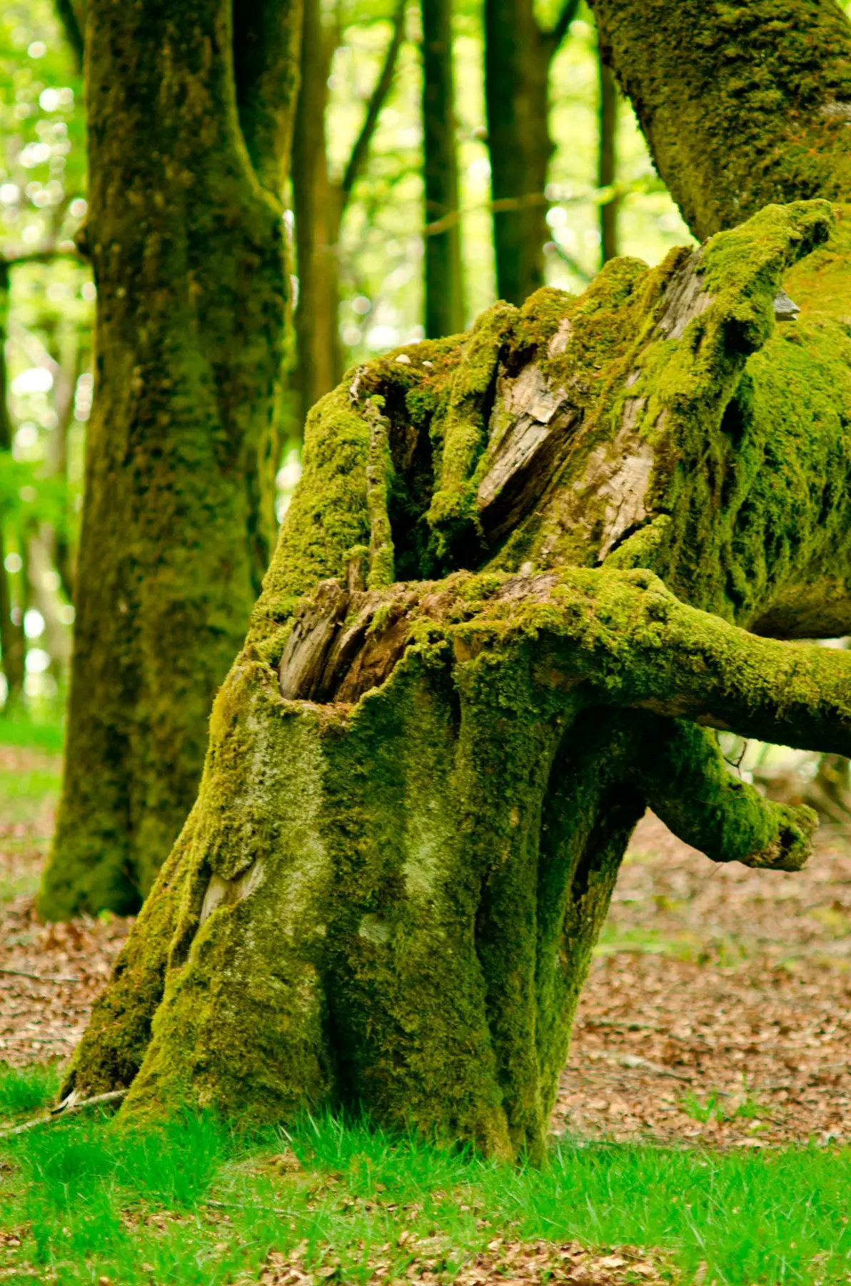 Naturpark Señorío de Brtiz