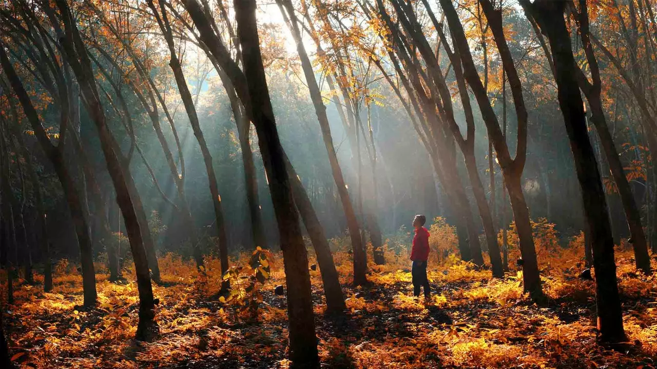 Leia isso e você nunca mais andará pela floresta da mesma maneira...