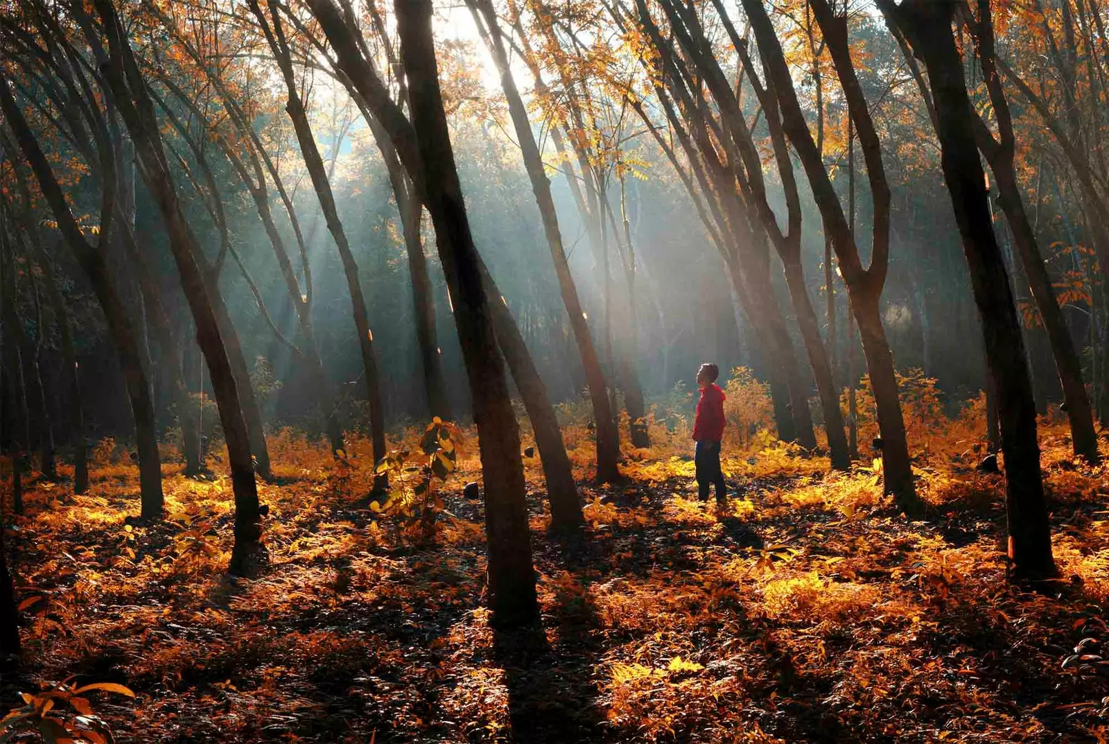 hutan matahari terbenam