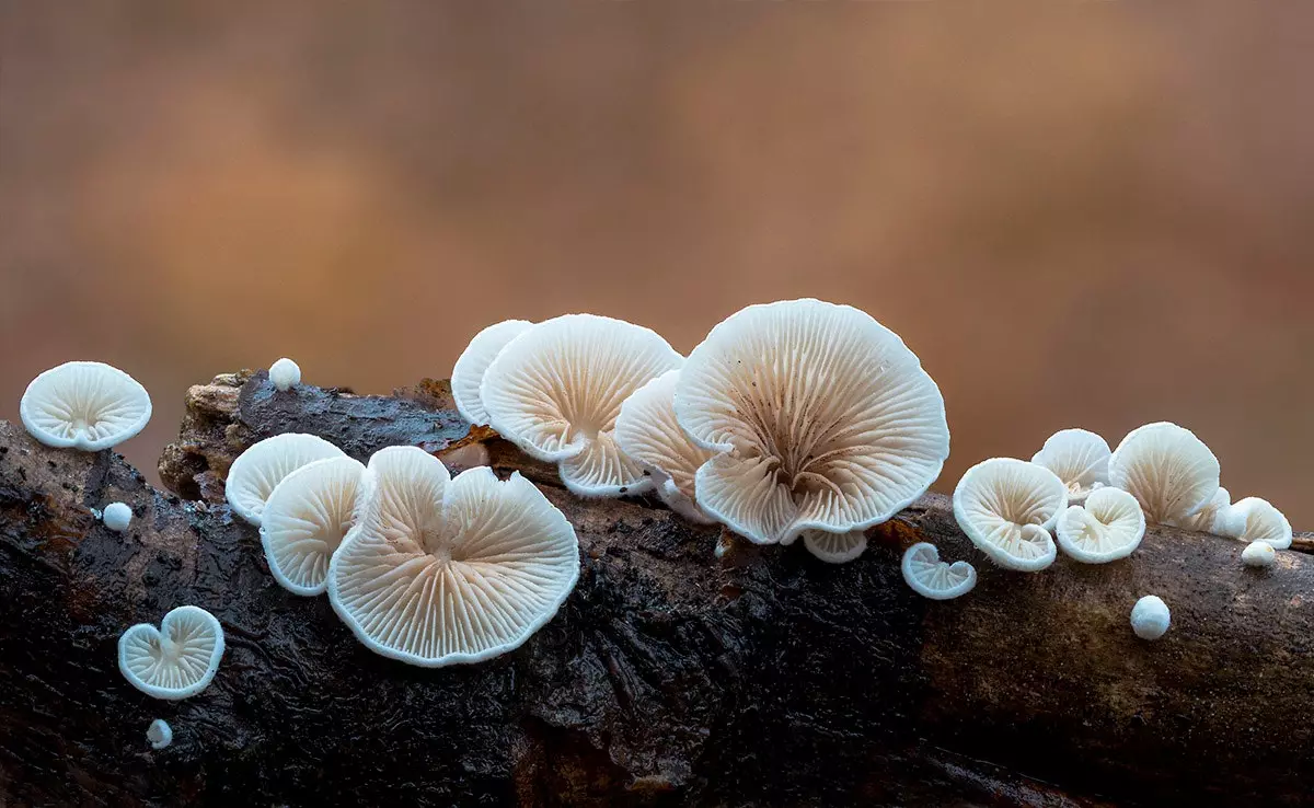 mushrooms on a branch