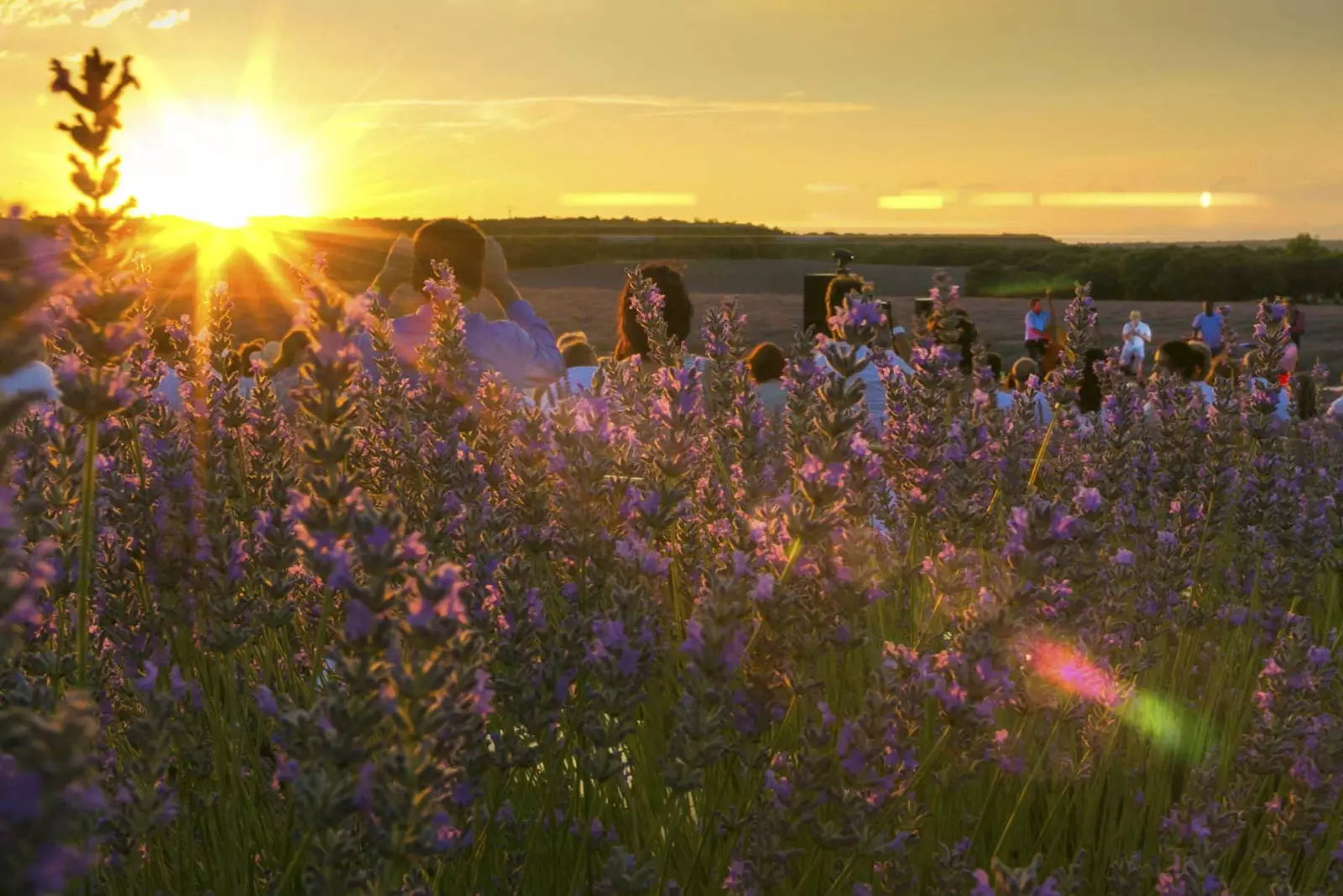 Lavendlifestivali El Cigala har magic in nature piletid on nüüd müügil!