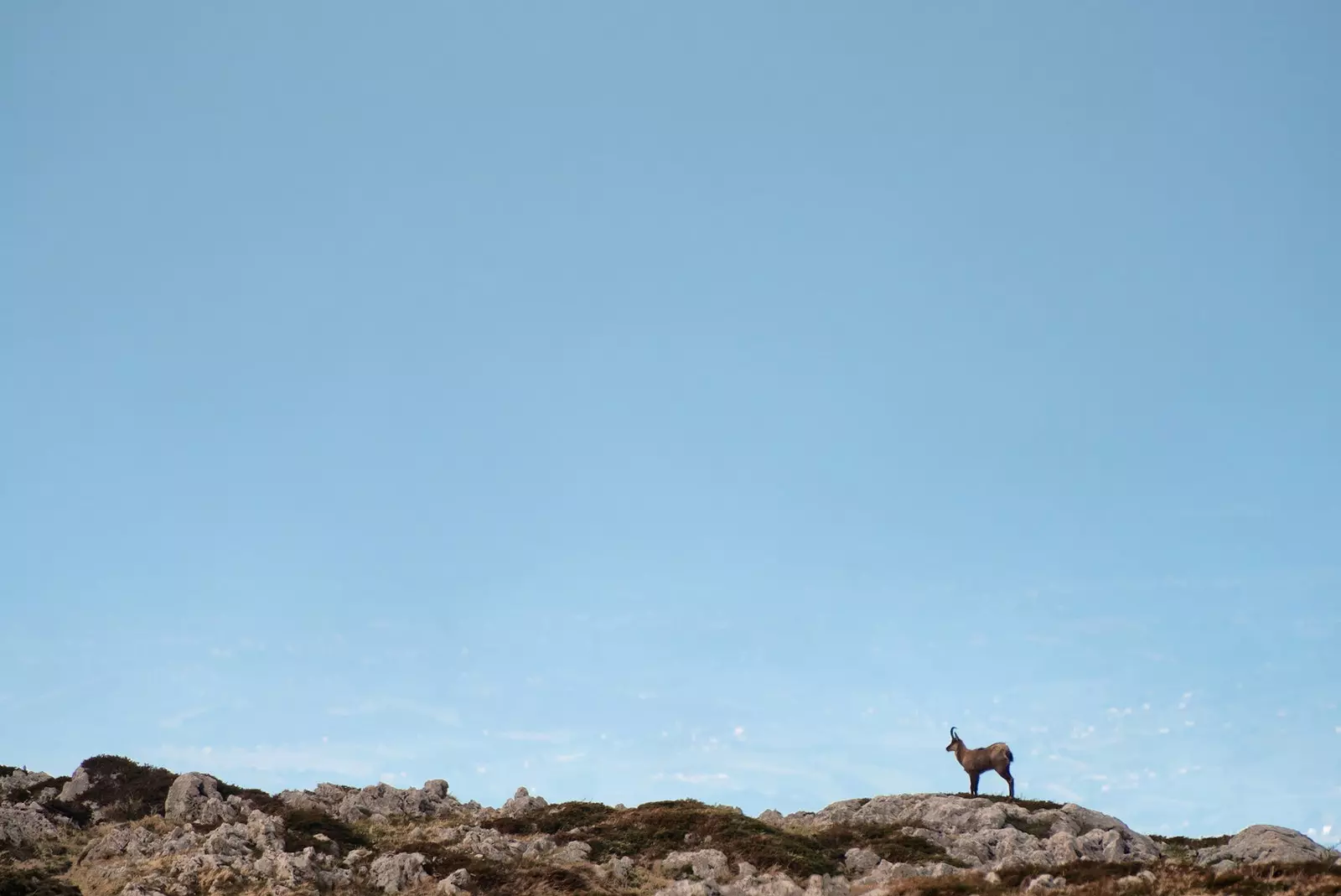 Pastoraliżmu fundamentali fil-ħajja ta’ Molise