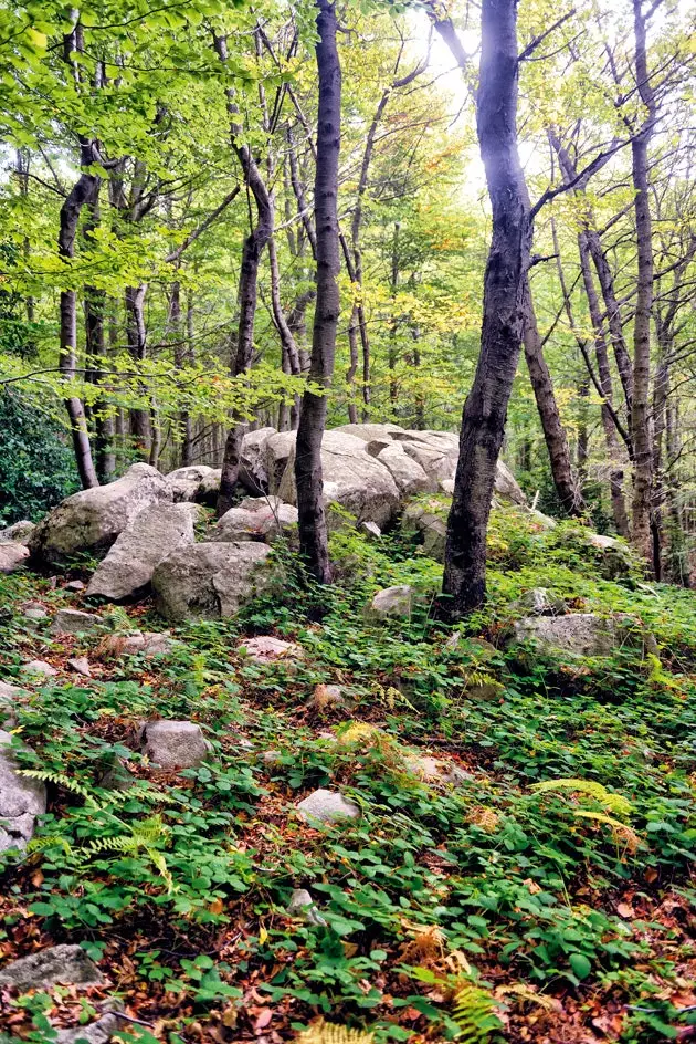 medžiai, kurie gydo