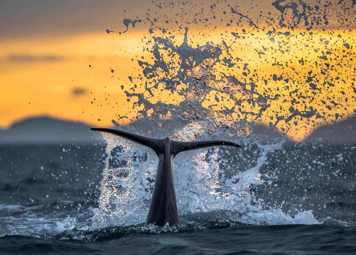 Arktiska späckhuggare fotograferade som du aldrig sett dem förut