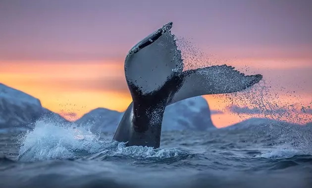 Balenele ucigașe din Arctic fotografiate așa cum nu le-ați mai văzut până acum