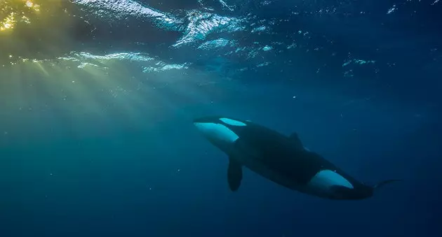 Arktiska späckhuggare fotograferade som du aldrig sett dem förut