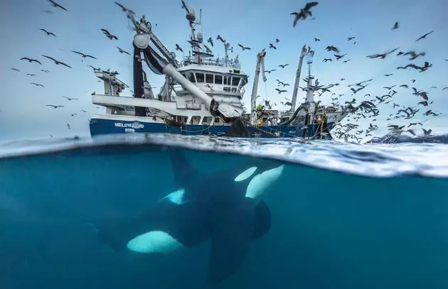 Arktiska späckhuggare fotograferade som du aldrig sett dem förut