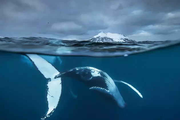 Háhyrningar á norðurslóðum myndaðir eins og þú hefur aldrei séð þá áður