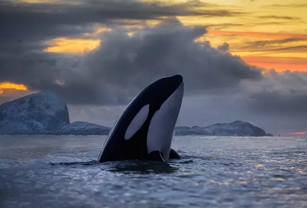 Balenele ucigașe din Arctic fotografiate așa cum nu le-ați mai văzut până acum