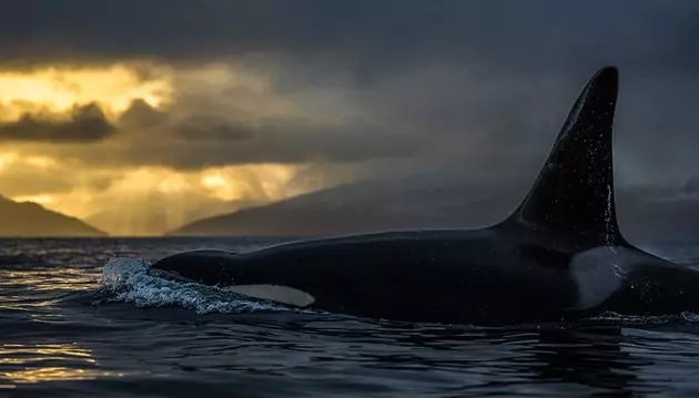 Balenele ucigașe din Arctic fotografiate așa cum nu le-ați mai văzut până acum