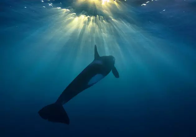 Il-balieni qattiel tal-Artiku fotografati bħal qatt ma rajthom qabel