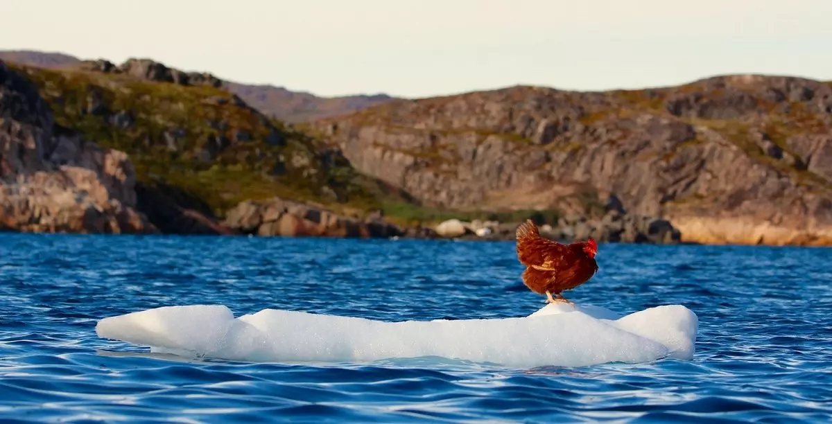 Monique the Canarian hen who has been traveling the world for two years