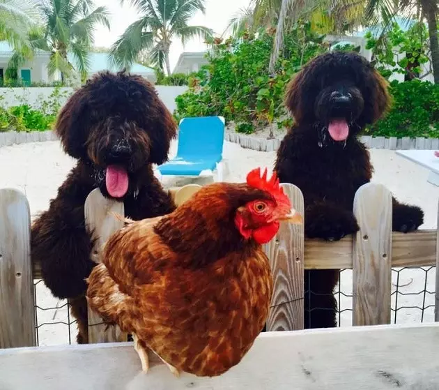 Monique the Canarian hen yang telah berkeliling dunia selama dua tahun