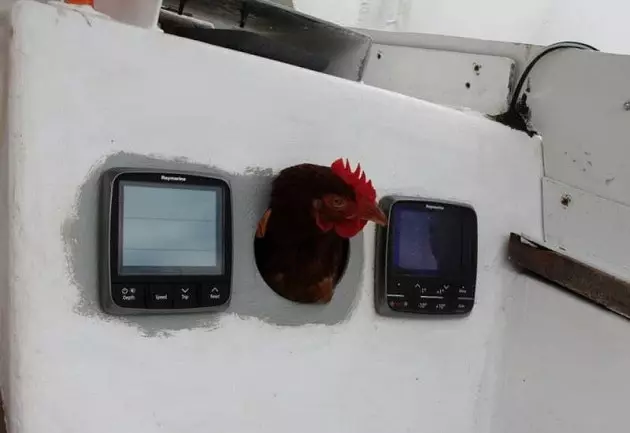 Monique the Canarian hen yang telah berkeliling dunia selama dua tahun