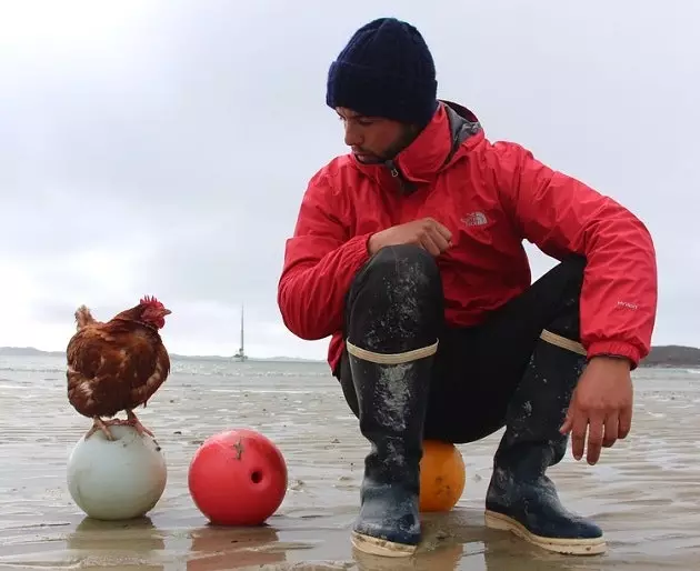 Monique la gallina canària que fa dos anys que viatja pel món