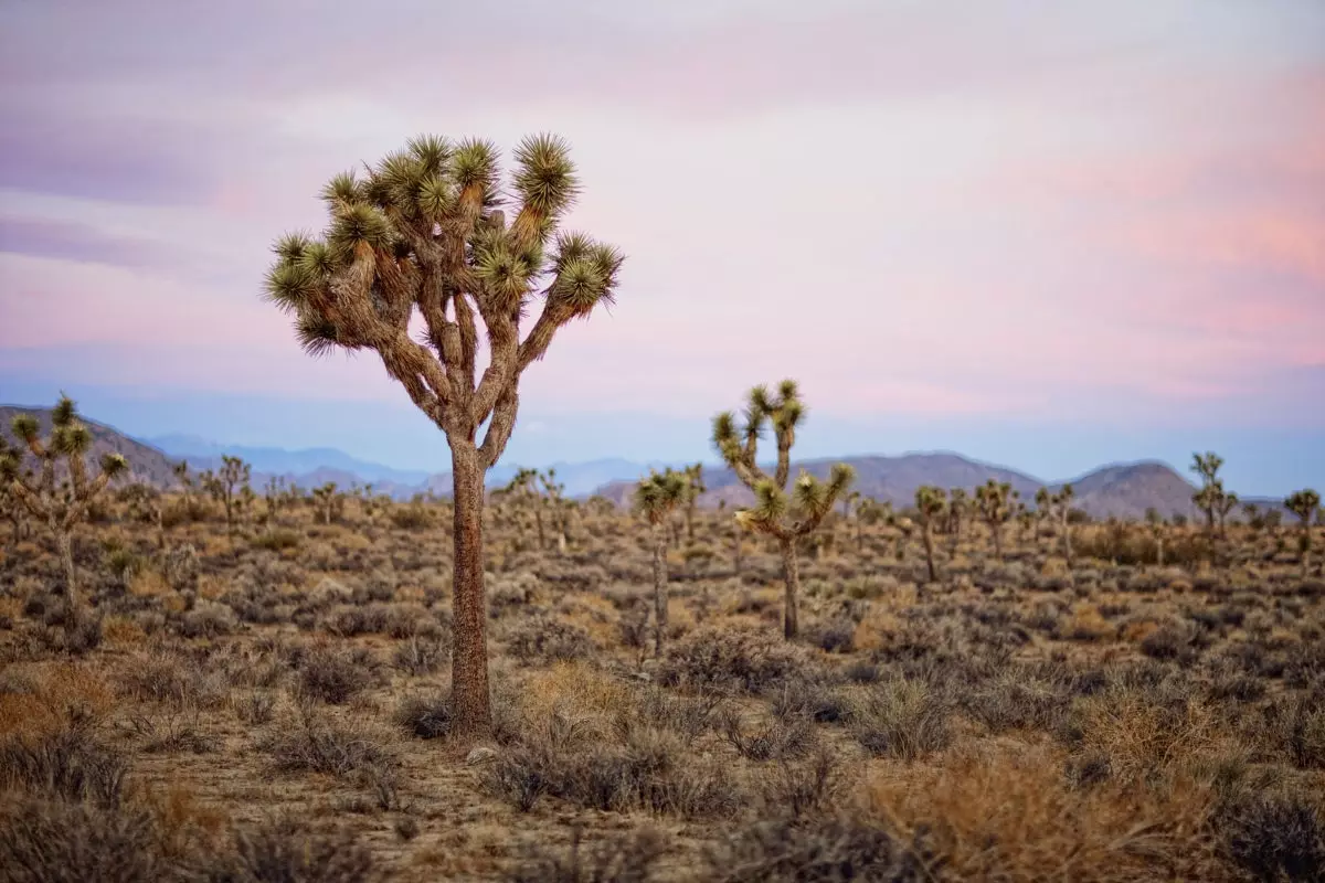 Í Mojave eyðimörkinni á leiðinni til Las Vegas