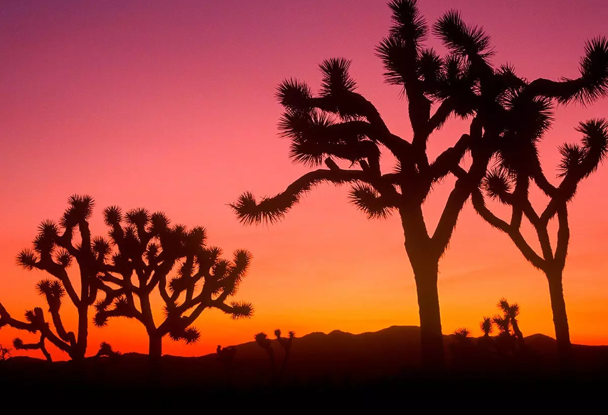 Pôr do sol no Parque Nacional Joshua Tree