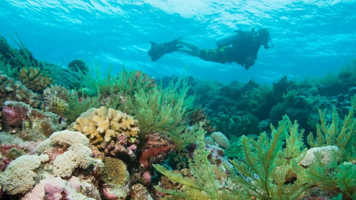 Great Barrier Reef သည် ကမ္ဘာလှည့်ခရီးသည်များကို ယခင်ကထက် ပိုမိုဆွဲဆောင်သည်။