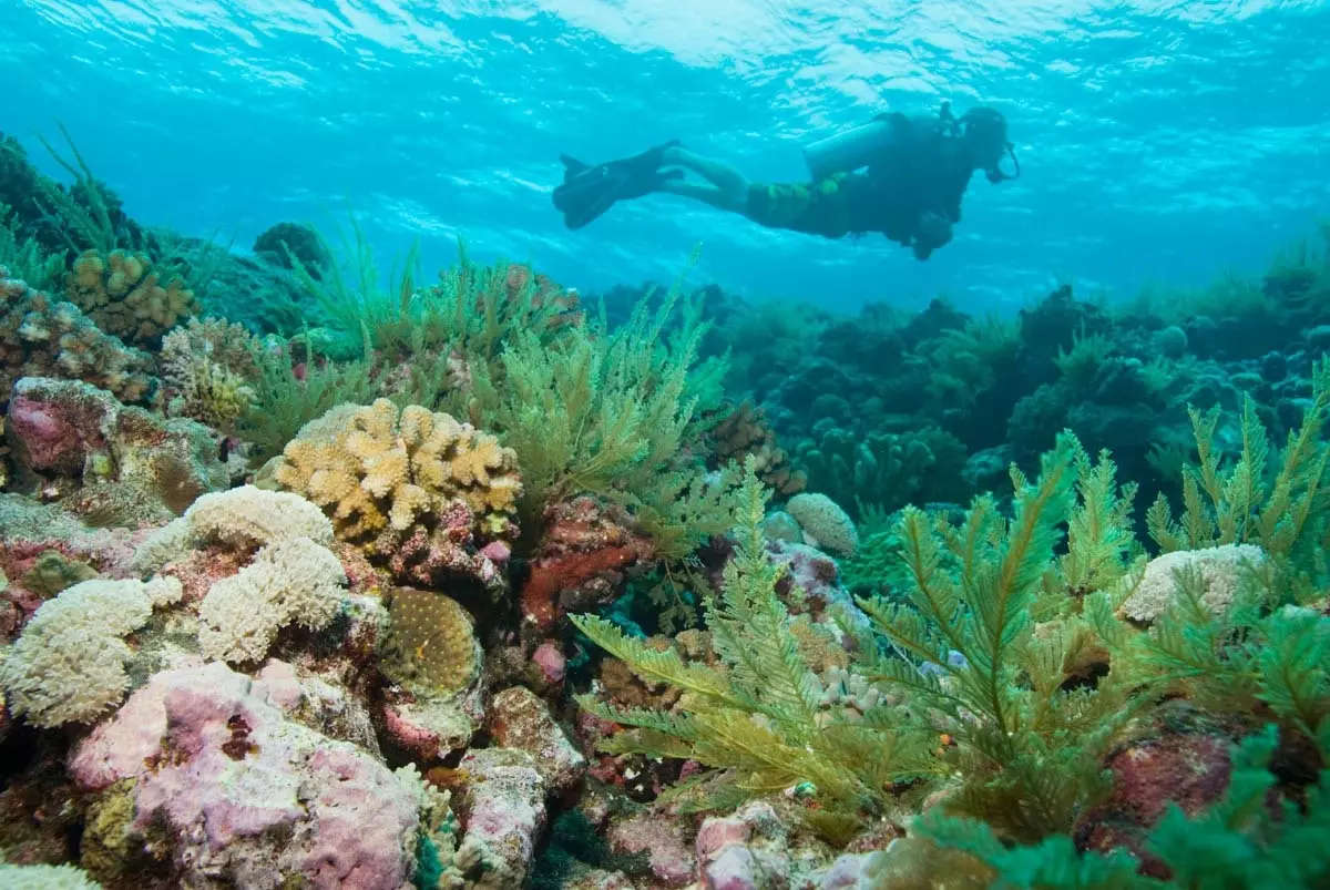 Das Great Barrier Reef ist ein Naturwunder in Gefahr