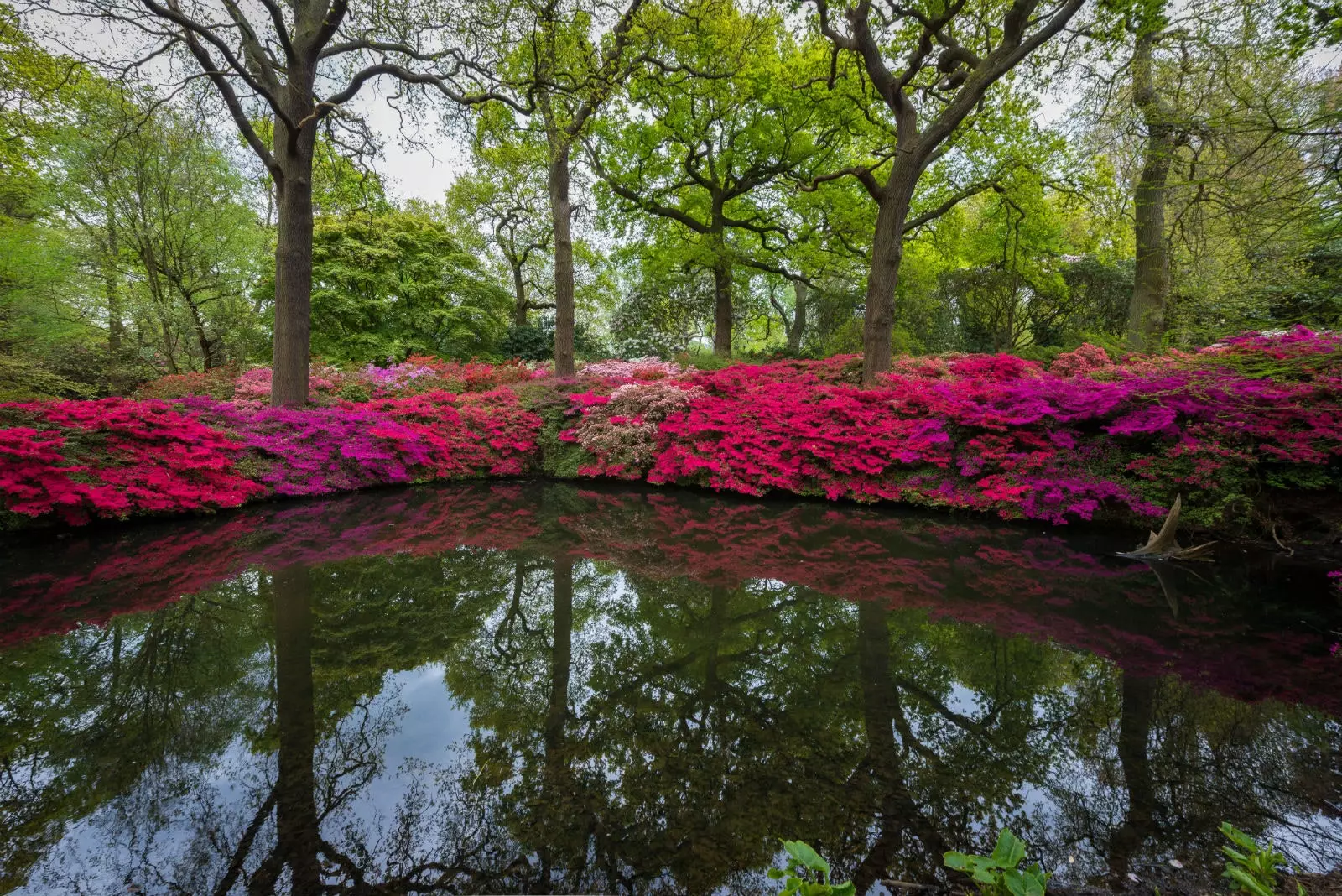 Isabella Plantation London.