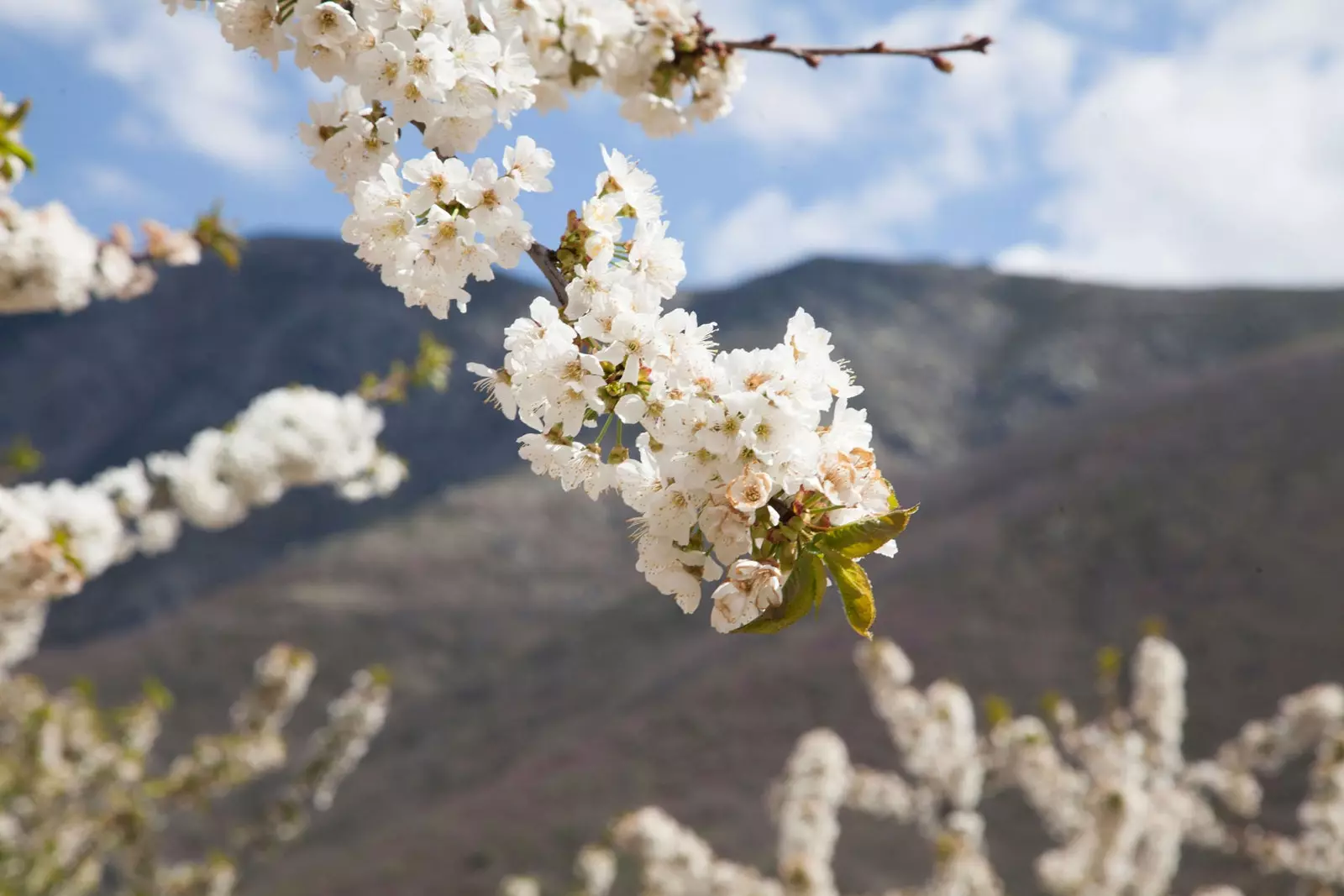 Quatre rutes d'autobusos gratuïts recorreran la Vall del Jerte durant la floració