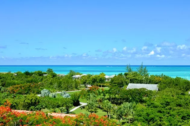 Papageien cay