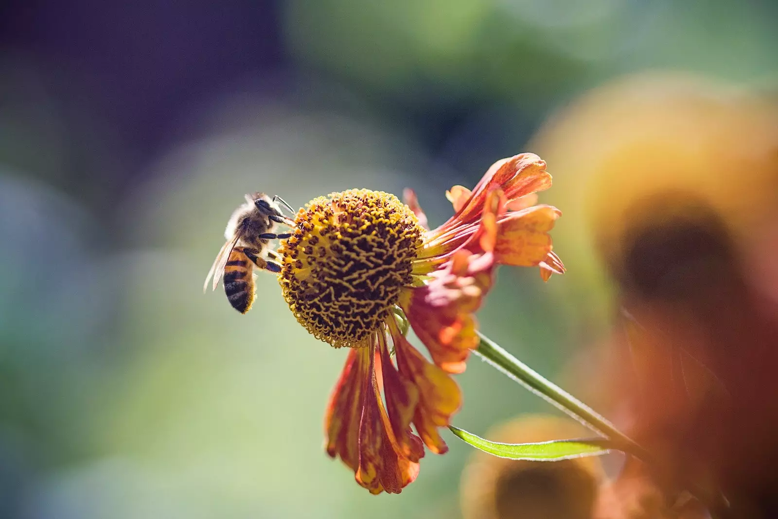 London wäert e Korridor vu Bienen hunn