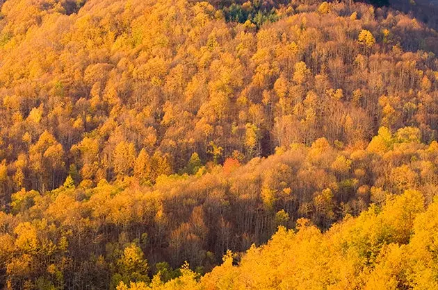 Casentinesi Forest