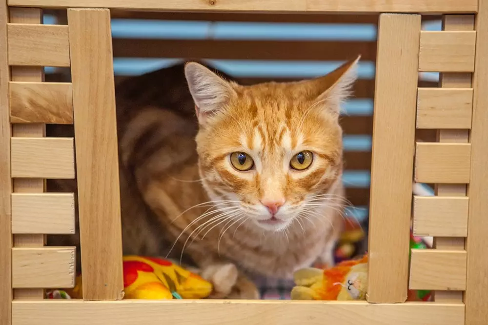 ねこカフェ ポリネコのねこ