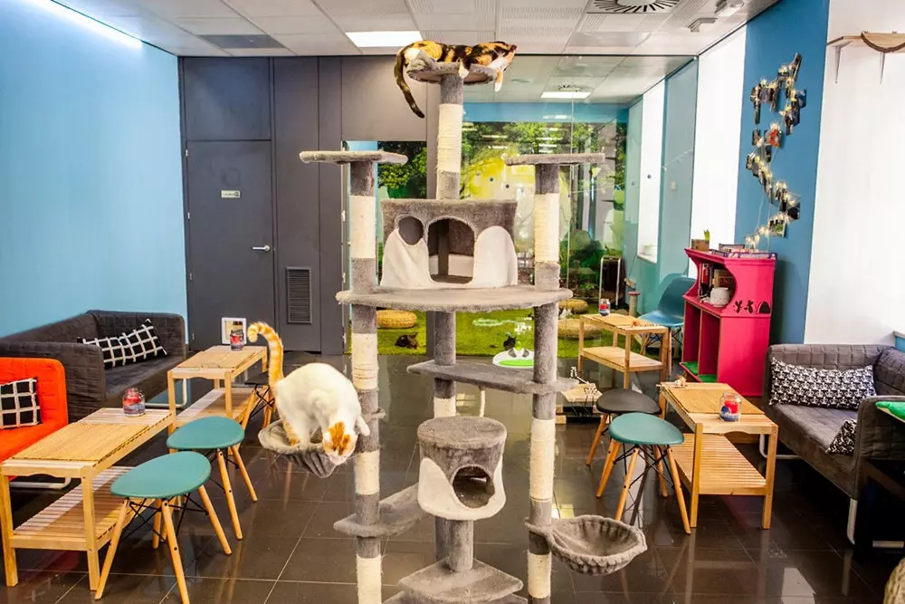 Polineko o novo café para gatos em Madrid